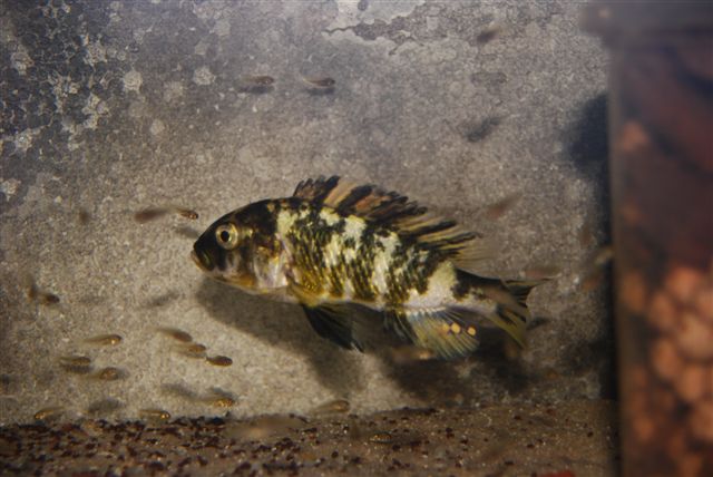 2011111020729_Neochromis omnicaeruleus Makobe Island WB with fry.JPG